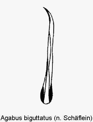 agabus_biguttatus.gif