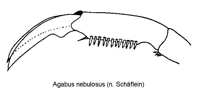 agabus_nebulosus_vtr.gif