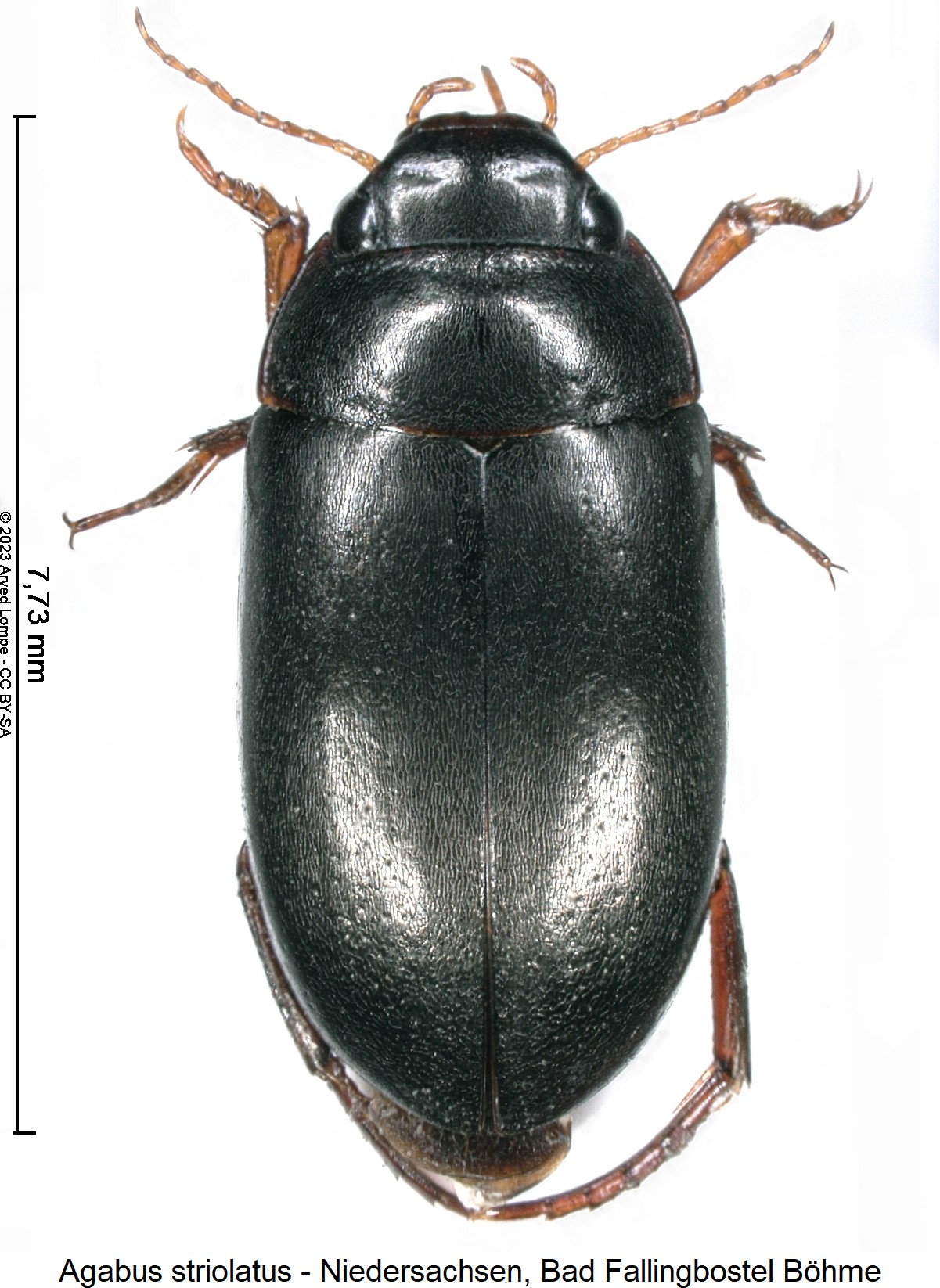 agabus_striolatus_hab.jpg