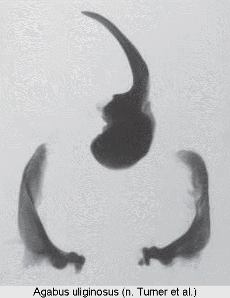 agabus_uliginosus.gif