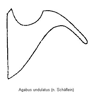agabus_undulatus_hbr.gif
