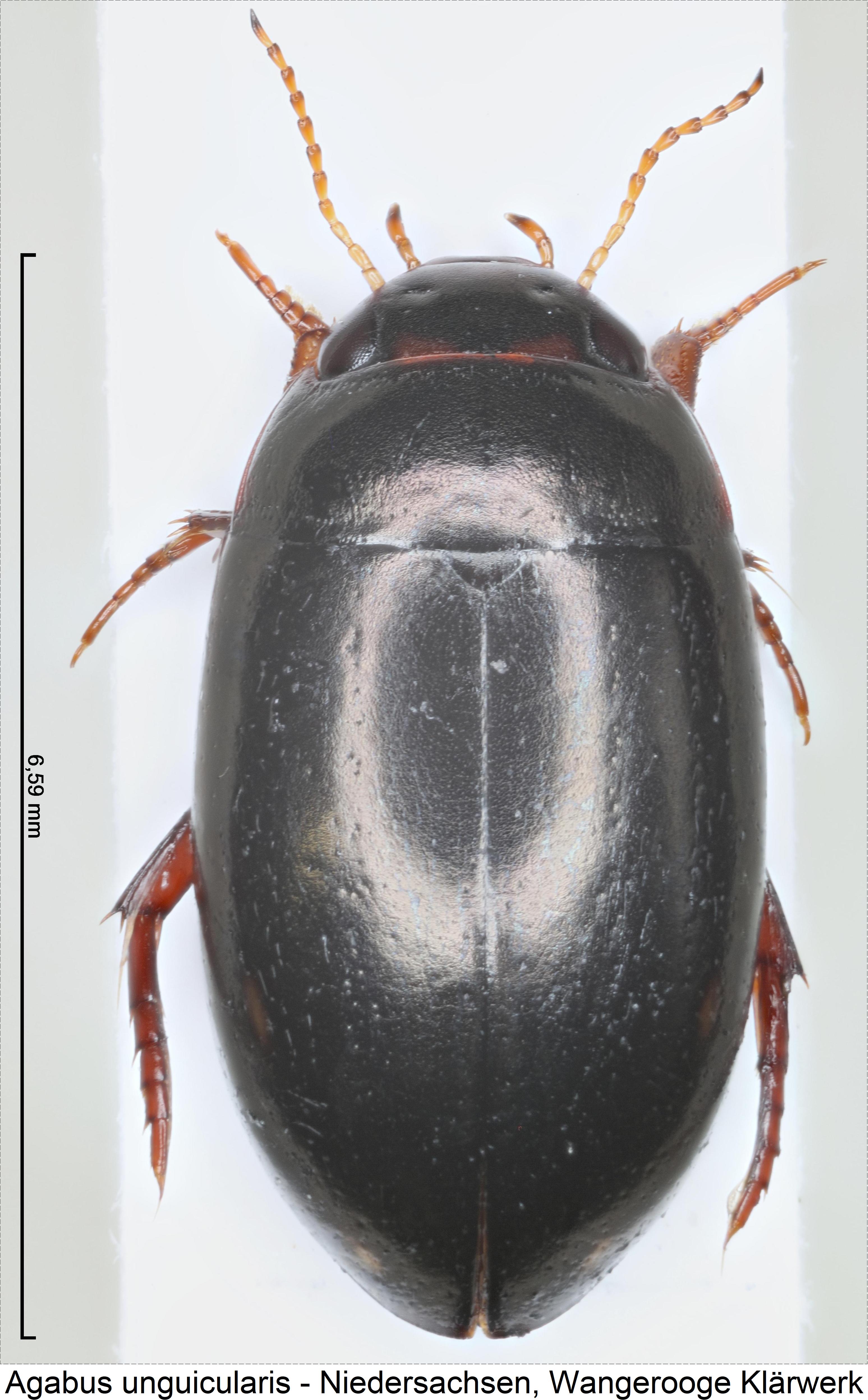 agabus_unguicularis_hab.jpg