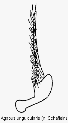 agabus_unguicularis_pm.gif