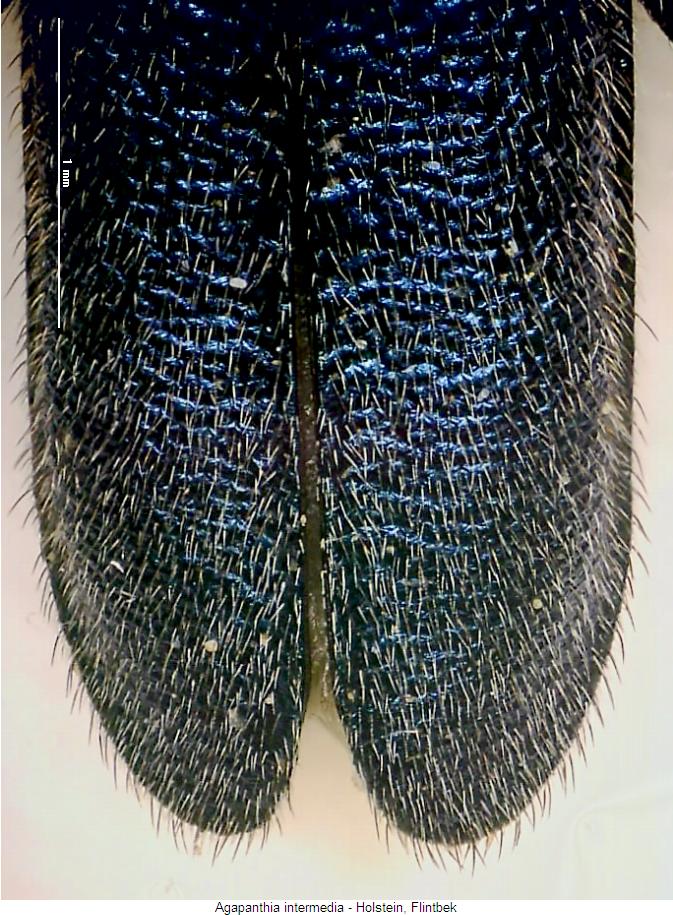 agapanthia_intermedia_fld.jpg