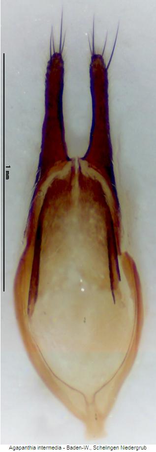 agapanthia_intermedia_tegmen.jpg