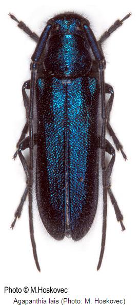 agapanthia_lais_hab.jpg