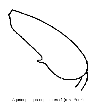 agaricophagus_cephalotes_hschl.gif