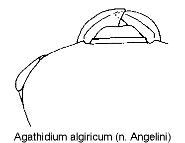 agathidium_algiricum_k.gif