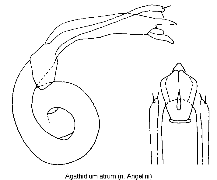 agathidium_atrum.gif