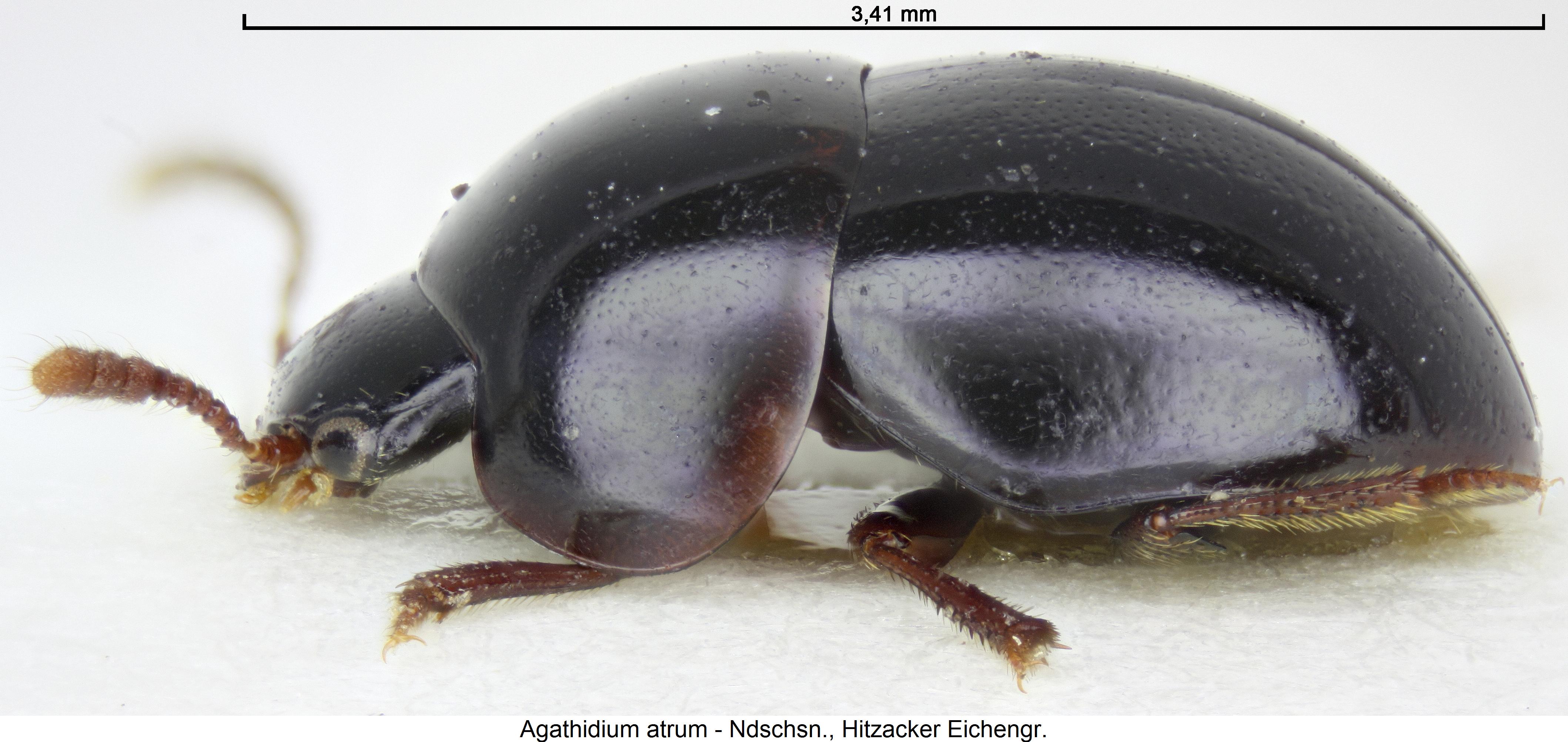 agathidium_atrum_sa.jpg