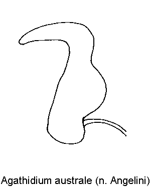 agathidium_australe_sperm.gif