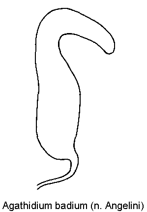 agathidium_badium_sperm.gif