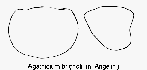 agathidium_brignolii_hsch.gif