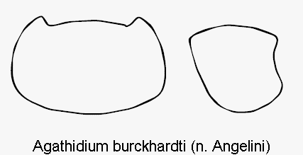 agathidium_burckhardti_hsch.gif