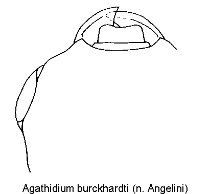 agathidium_burckhardti_k.gif