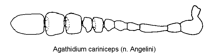 agathidium_cariniceps_f.gif