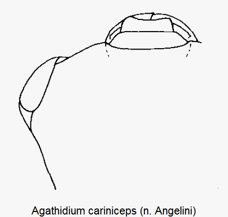 agathidium_cariniceps_k.gif