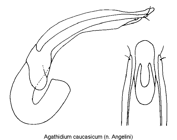 agathidium_caucasicum.gif