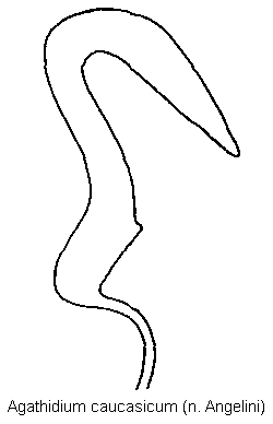 agathidium_caucasicum_sperm.gif