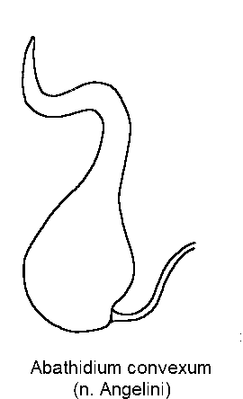 agathidium_convexum_sperm.gif