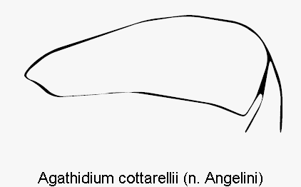 agathidium_cottarellii_hschl.gif