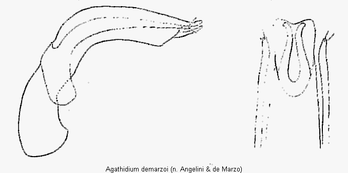 agathidium_demarzoi.gif