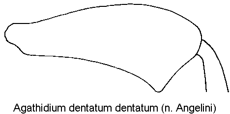 agathidium_dentatum_hschl.gif