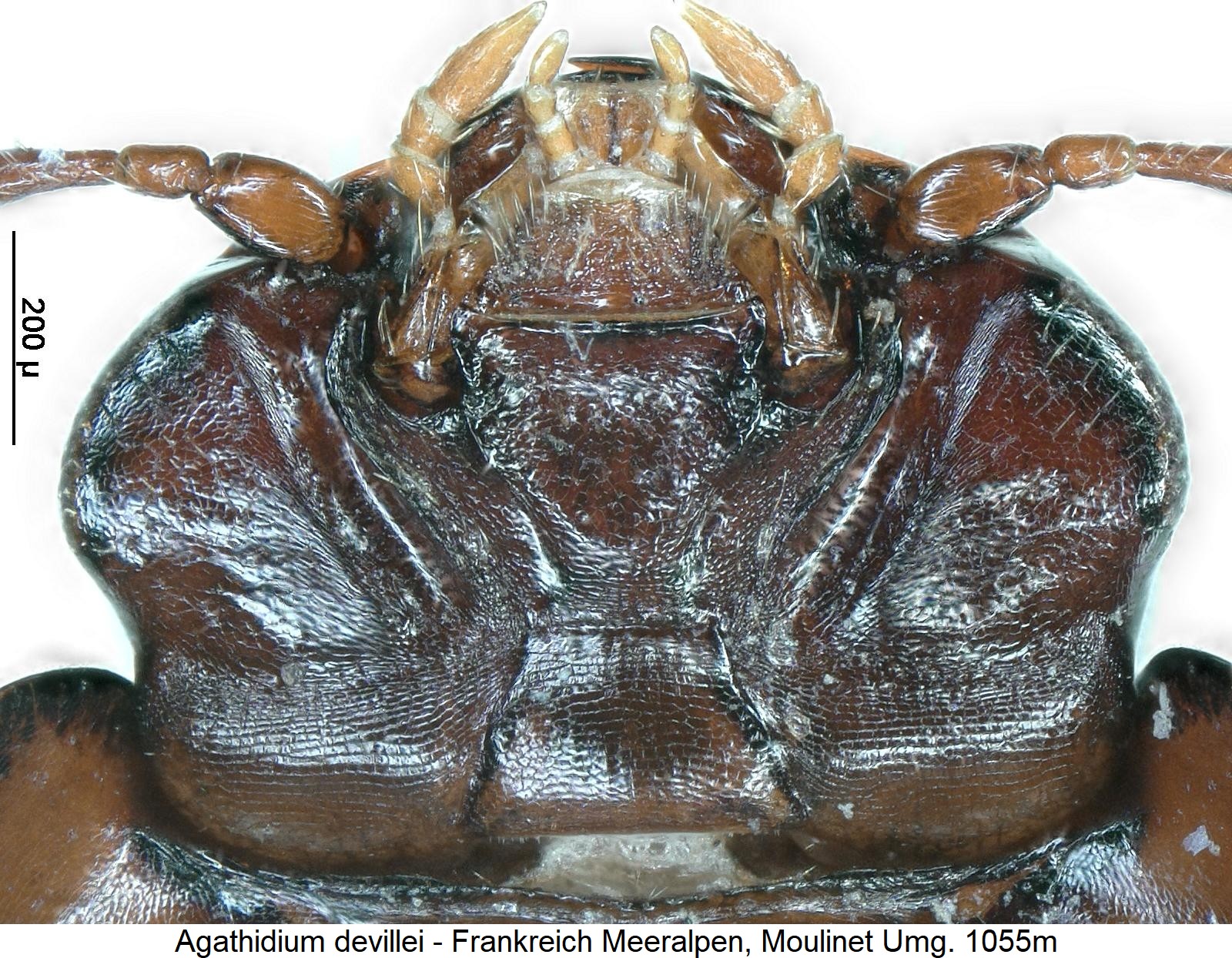 agathidium_devillei_ment.jpg