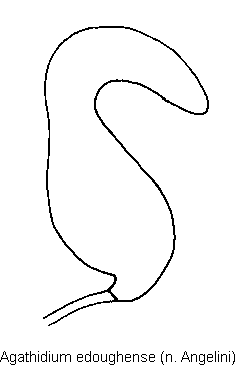 agathidium_edoughense_sperm.gif