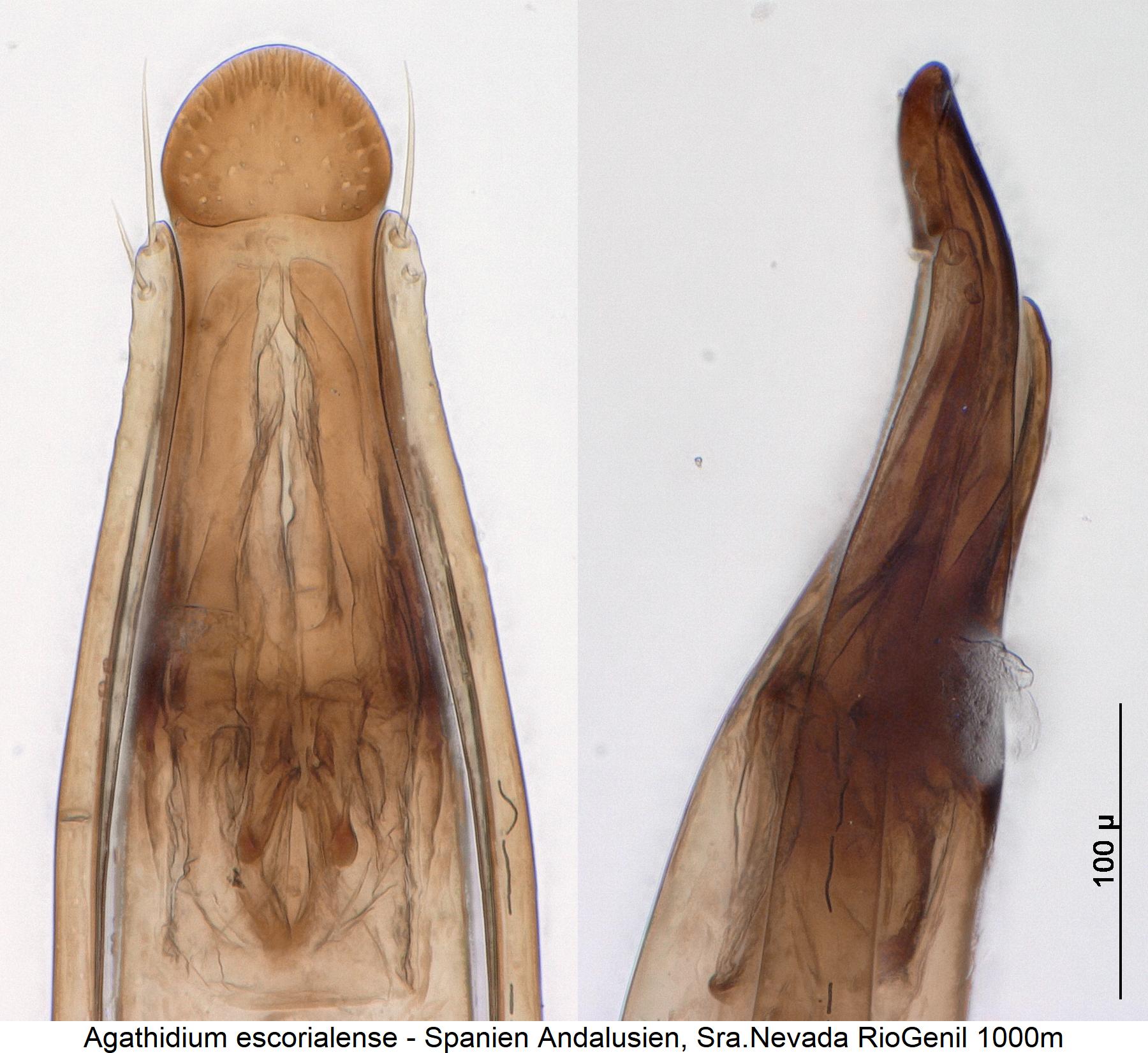 agathidium_escorialense_spitze.jpg