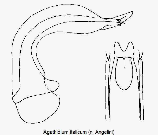 agathidium_italicum.gif
