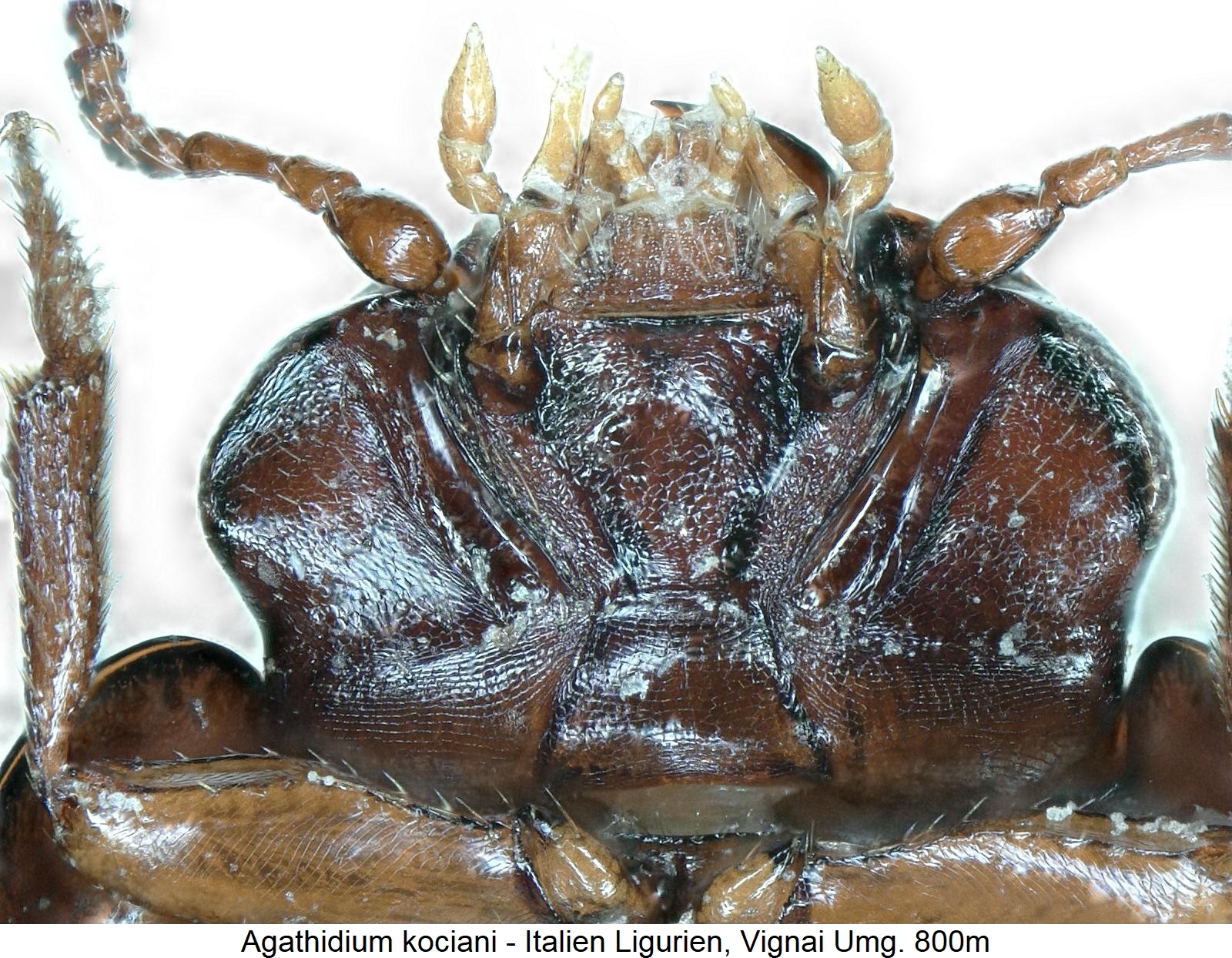 agathidium_kociani_ment.jpg