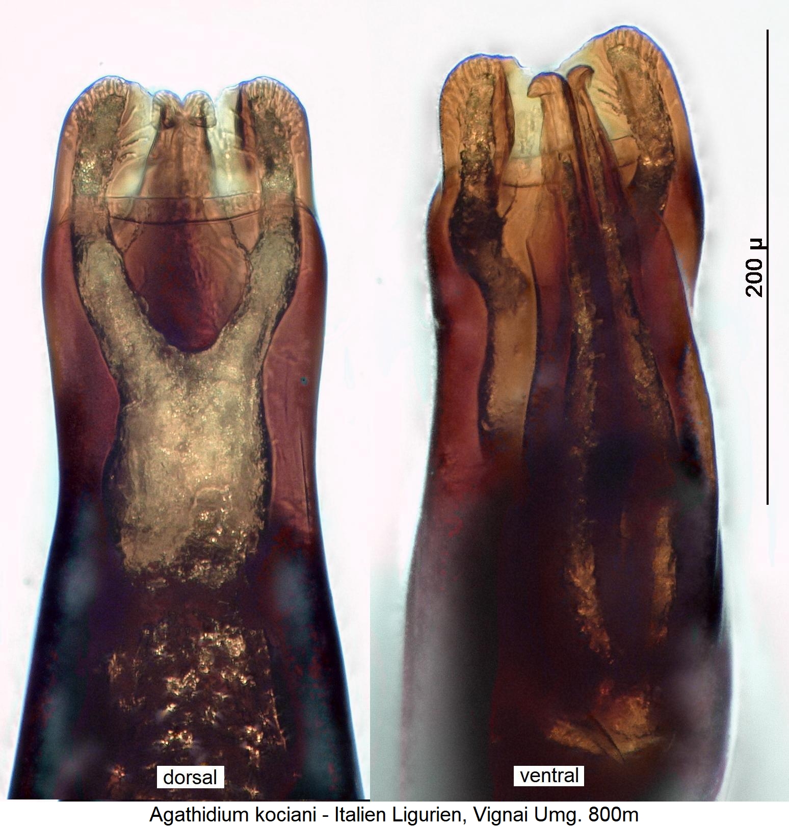 agathidium_kociani_spitze.jpg