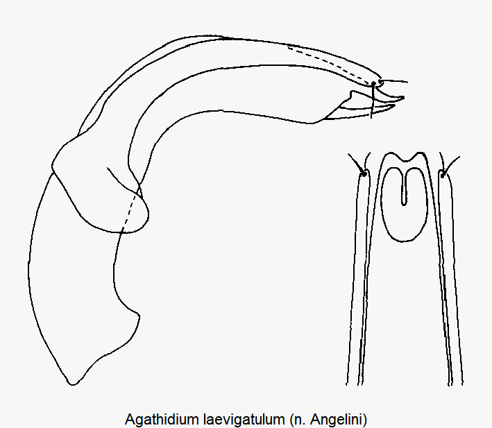 agathidium_laevigatulum.gif