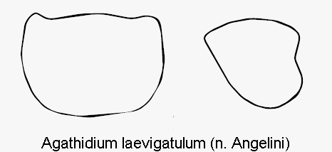 agathidium_laevigatulum_hsch.gif