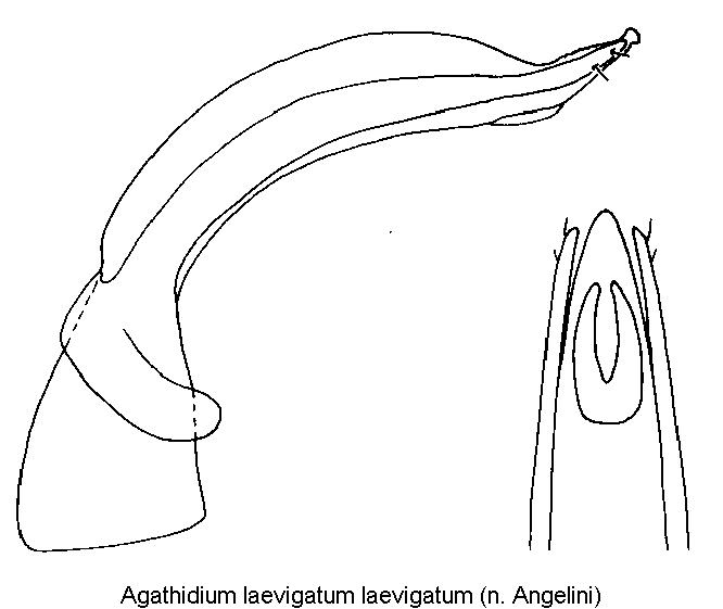 agathidium_laevigatum.gif