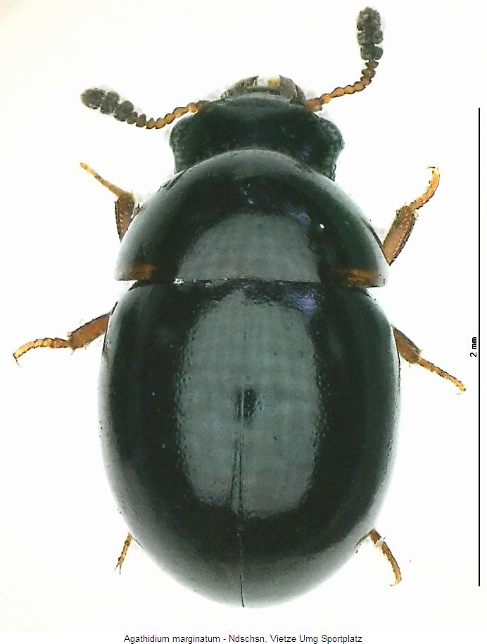 agathidium_marginatum_hab.jpg