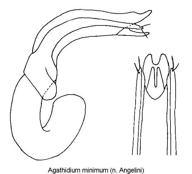 agathidium_minimum.gif