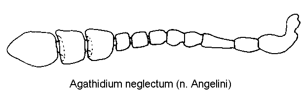agathidium_neglectum_f.gif