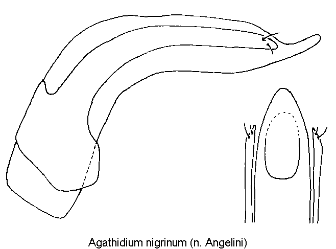 agathidium_nigrinum.gif