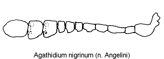 agathidium_nigrinum_f.gif