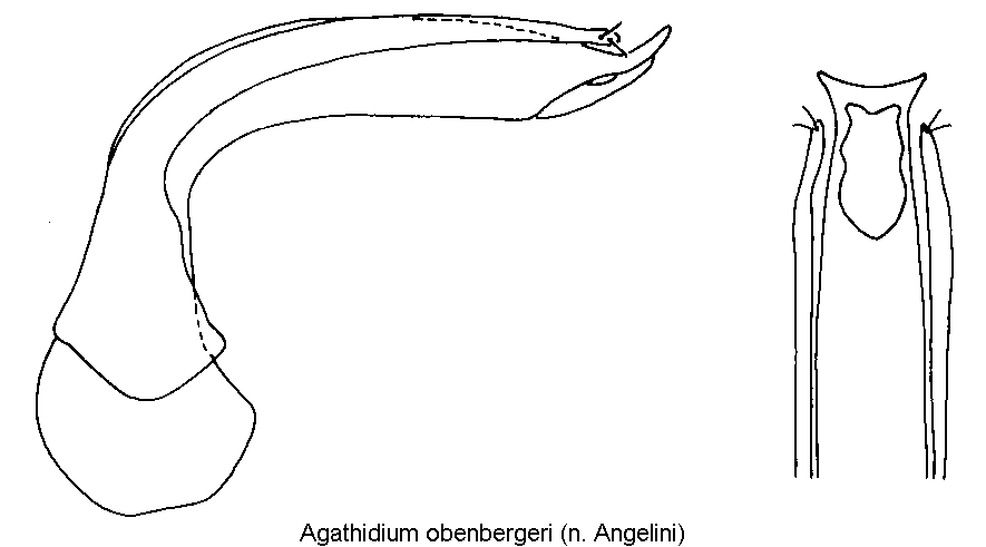 agathidium_obenbergeri.gif