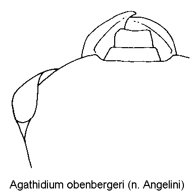 agathidium_obenbergeri_k.gif