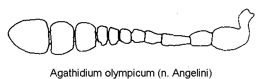 agathidium_olympicum_f.gif