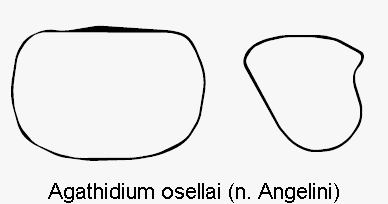agathidium_osellai_hsch.gif