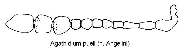 agathidium_pueli_f.gif