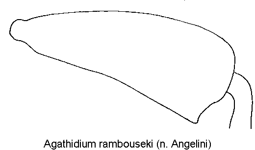 agathidium_rambouseki_hschl.gif