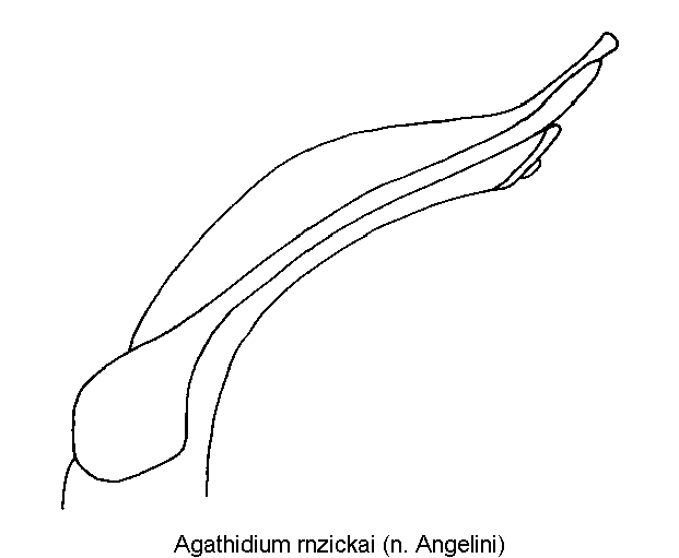 agathidium_ruzickai.gif