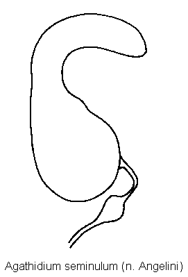 agathidium_seminulum_sperm.gif