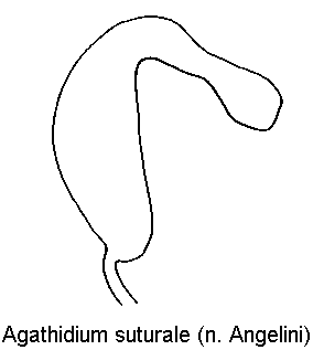 agathidium_suturale_sperm.gif